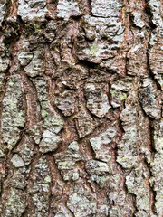 Atlas Cedar, Cedrus Atlantica, tree bark background texture