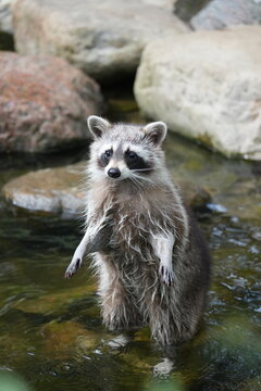 Waschb&auml;r