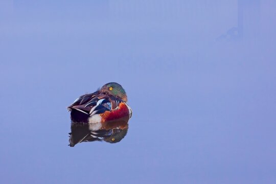 northern shoveler reflection