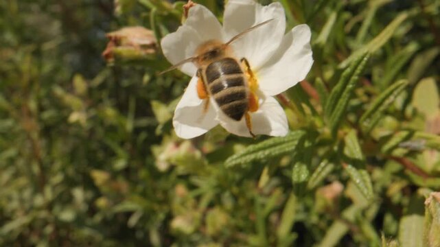 abeille butine