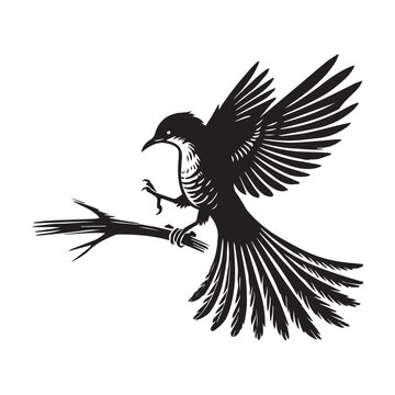 recommend clip art: Yellow-billed Cuckoo silhouette, Cuckoo Bird Clipart,  Yellow-billed cuckoo balancing on a branch  Illustration in black and white