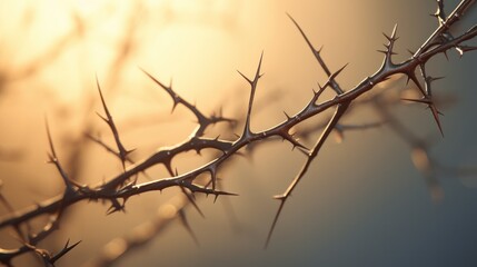 Close-up view of a thorny branch silhouette with prominent thorns