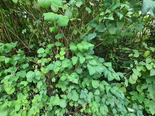 Fototapeta premium close up photography of green leaves bush in Berlin / Köpenick