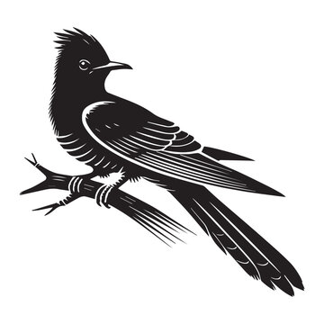 recommend clip art: Yellow-billed Cuckoo silhouette, Cuckoo Bird Clipart,  Yellow-billed Cuckoo Perched Raised Crest Illustration in black and white