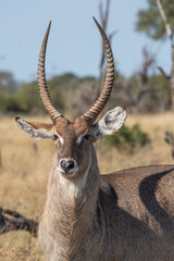 A beautiful closeup portrait of a male waterbuck in Kruger National Park.  