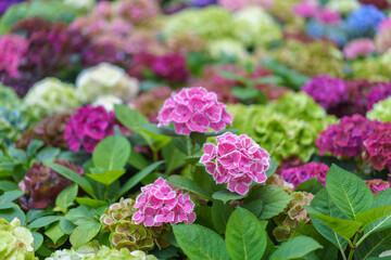 Hydrangea macrophylla bright purple flower head closeup. Hortensia purple flower. French hydrangea blooming plant.