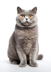 Fototapeta premium Gray cat with yellow eyes