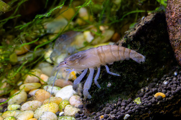 Vampire shrimp filter feeding in an aquarium