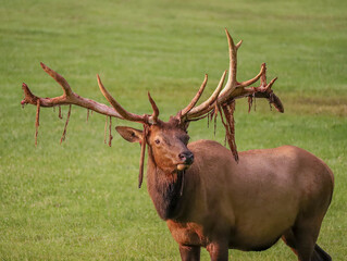 Unique Special Non-Typical Elk Bull Shedding Benezette PA