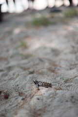 releasing baby turtle on the beach