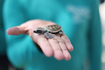 releasing baby turtle on the beach