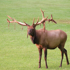 Unique Special Non-Typical Elk Bull Shedding Benezette PA
