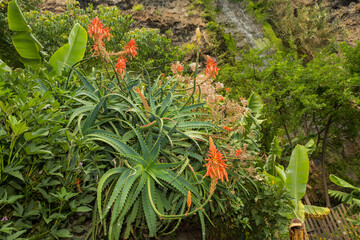 Candelabra Aloe - Aloe arborescens
