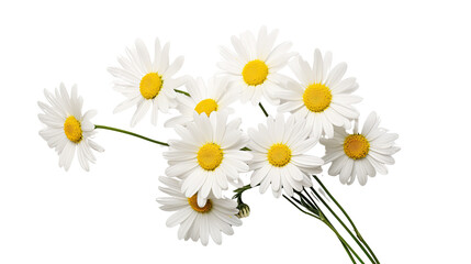 close up one Daisies on a white background. Telephoto lens photography Realistic daylight