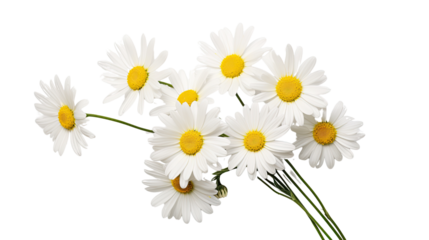close up one Daisies on a white background. Telephoto lens photography Realistic daylight