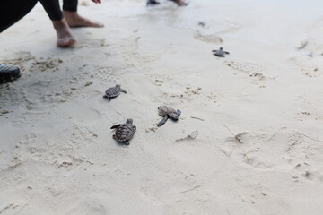 releasing baby turtle on the beach