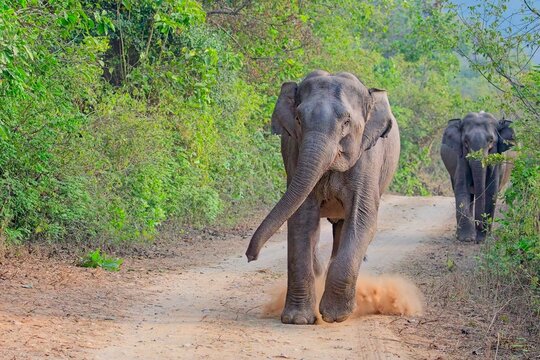 aggressive elephant chasing the photographer