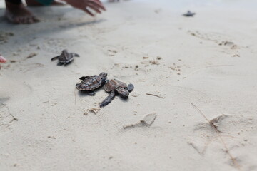 releasing baby turtle on the beach