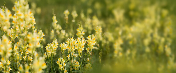 Meadow with yellow toadflax (Linaria vulgaris) flowers. Banner with blurred background copy space.