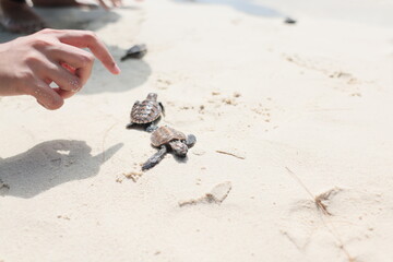 releasing baby turtle on the beach