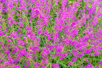 Obraz premium Purple flowers of Lythrum virgatum, the wand loosestrife, is a flowering plant in the family Lythraceae.