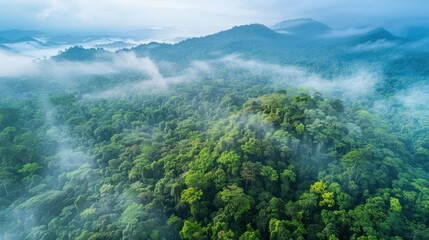 Obraz premium Lush green forest with blue sky and white clouds