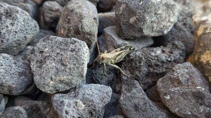 Grasshopper