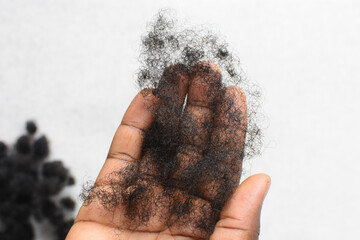 Balls of shed black afro curly hair in a hand, black curly hair loss from combing hair, hand...