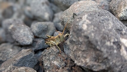 Grasshopper
