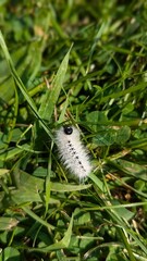 Moth caterpillar 