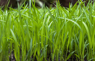 green grass background closeup, paddy plantation 
