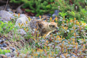 Ptarmigan chicks living in Murododaira in the Northern Alps in early summer