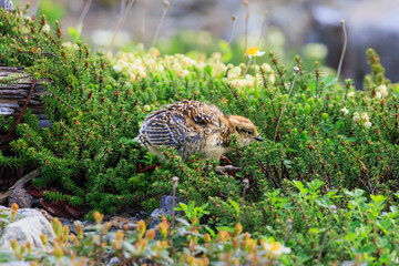 Ptarmigan chicks living in Murododaira in the Northern Alps in early summer