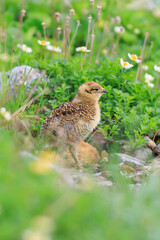 Ptarmigan chicks living in Murododaira in the Northern Alps in early summer