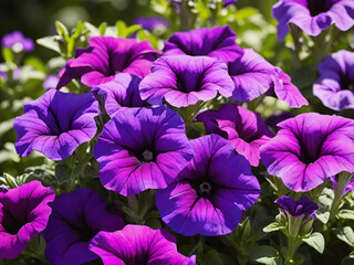 a closeup shot of purple petunia flowers in a field