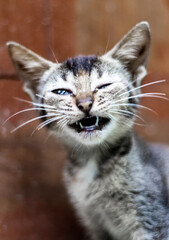 close up portrait of a cat smiling cat show teeth 
