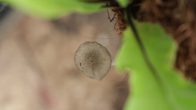 Footage of a Small mushroom macro or nature forest, strong increase in poisonous mushroom mold