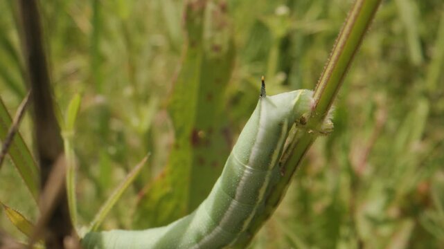chenille moro sphynx