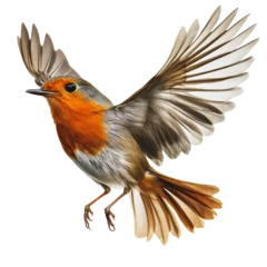 PNG A European robin in mid-flight showing vibrant orange and gray feathers
