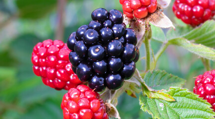 Single blackberry ripe and ready to pick