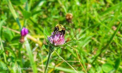 A bee gathering nectar.