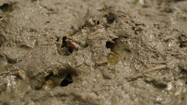 bouses de vaches  avec mouches et col&eacute;opt&egrave;res petits bousiers