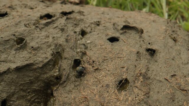 bouses de vaches  avec mouches et col&eacute;opt&egrave;res petits bousiers