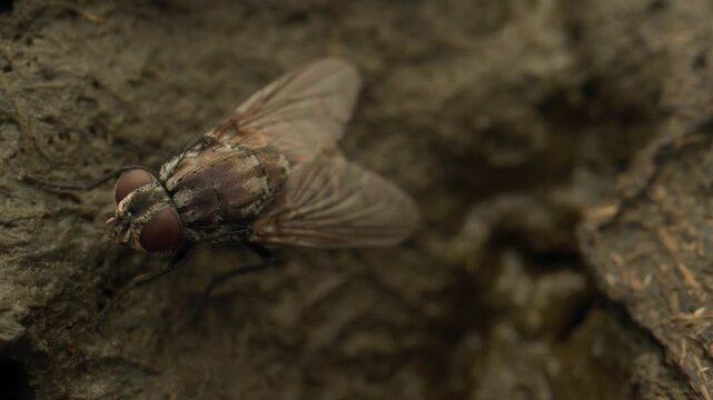 bouses de vaches  avec mouches et col&eacute;opt&egrave;res petits bousiers