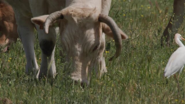 vaches et gardes boeufs