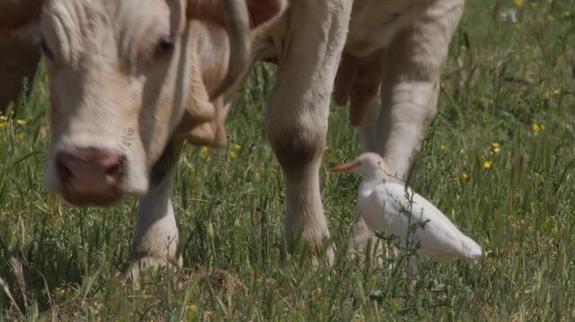 vaches et gardes boeufs