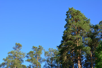 a pine forest with tall trees and a blue sky copy space 