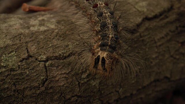 chenille