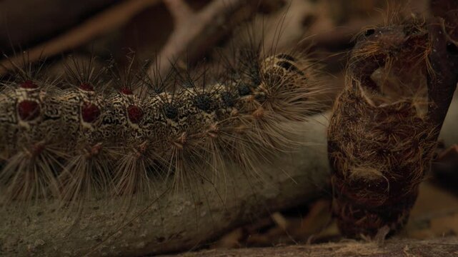 chenille