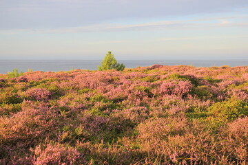 In der Heide